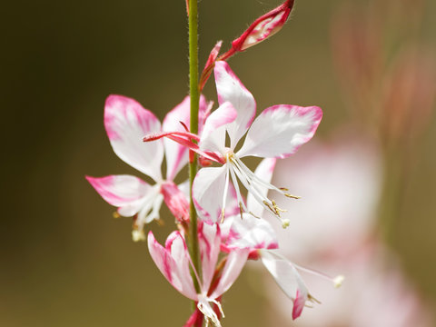 White and pink inflorescence of clustered branched stems of gaura or Lindheimer's beeblossom (Gaura lindheimeri)