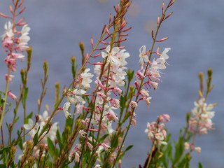 White and pink inflorescence of clustered branched stems of gaura or Lindheimer's beeblossom (Gaura lindheimeri)