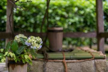 hydrangea in a pot