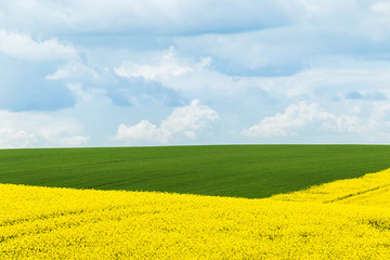 Fototapeta na wymiar Landscape with fields of yellow canola flowers and green grain cultivation under the blue sky