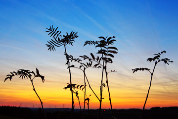Obraz na płótnie Canvas Macro shot of Grass In Sunset . Nature summer background.