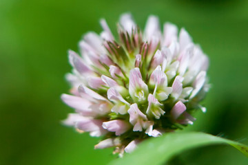 Pequeña flor