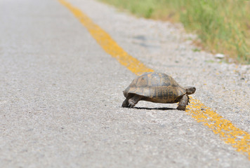 Wild turtle crosses the asphalt roadway