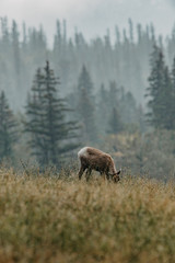 Mountain goats having a morning walk