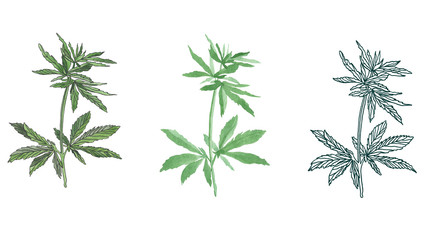 Watercolor branch of Green hemp with leaves