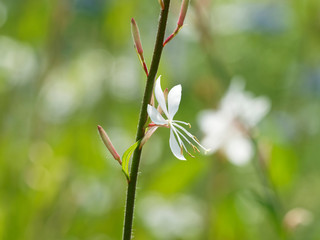 (Gaura ou oenothera lindheimeri) Fleur de Gaura de Lindheimer 