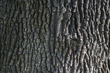 Old oak bark texture in close-up ( high details)