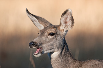 white tailed deer, odocoileus virginianus, whitetail, virginia deer, mule deer , odocoileus hemionus