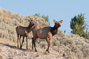 elk, wapiti, cervus canadensis, Yellowstone national park