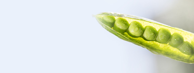 Concept Strong blur. One open pea pod on a blue background.