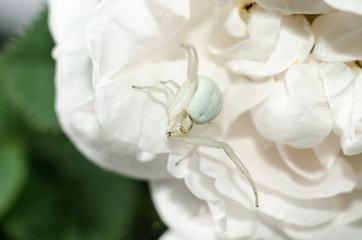 White Goldenrod crab spider mimicking color of rose petals. White spider on the flower.
