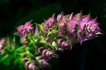 Medicinal herbs: Sage shrub with green leaves and purple flowers grows in the garden next to the cherry tree