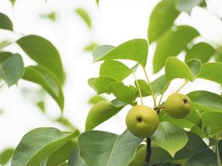 若い梨の実　初夏