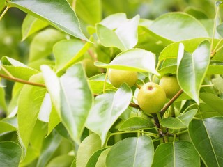 若い梨の実　初夏
