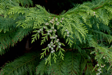 Northern white-cedar