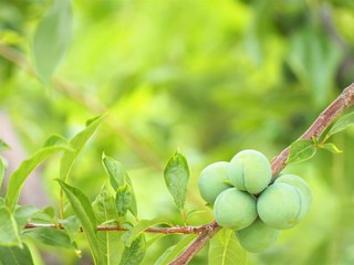 若い桃の実　初夏