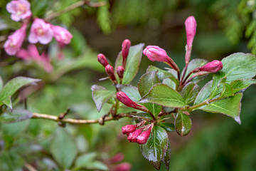 Weigela japonica
