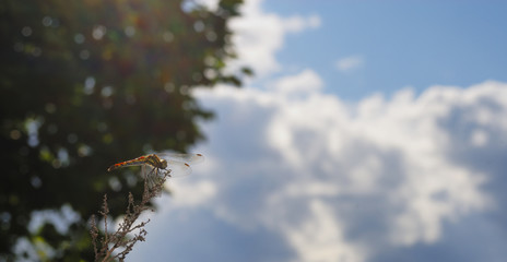 赤トンボ　空　素材