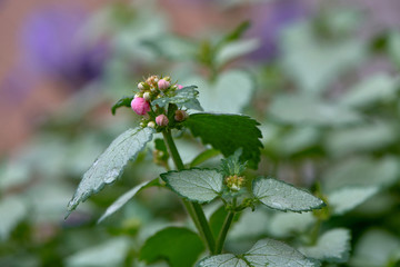 Common Lantana