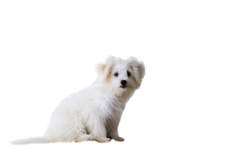 Obraz premium The white puppy is in a sitting position with a white background.