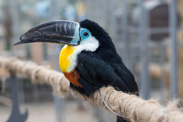 The Toco Toucan sitting on the branch of the tree