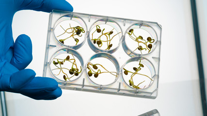 GMO plant sprouts science lab