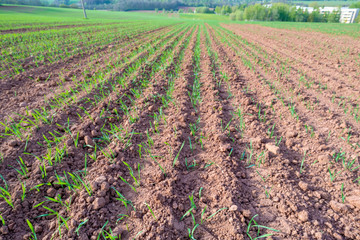 Agricultural field with plant shoots