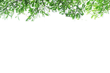 Obraz premium Decorative green leaves are illustrated.