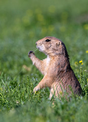 Naklejka na ściany i meble Black-tailed prairie dog (Cynomys ludovicianus) eating juicy spring grass, Badlands National Park, South Dakota, USA.