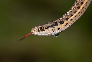 Western terrestrial garter snake (Thamnophis elegans) close-up, South Dakota, USA.