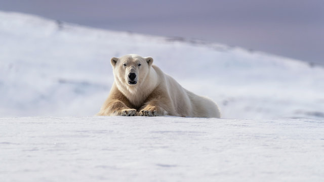 Polar bear laying on the frozon snow of Svalbard