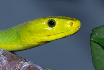 Eastern green mamba (Dendroaspis angusticeps) in a tree, captive (Native to Eastern Africa).