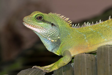 Chinese water dragon (Physignathus cocincinus) portrait, captive (Native to South-East Asia)
