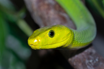Eastern green mamba (Dendroaspis angusticeps) in a tree, captive (Native to Eastern Africa).