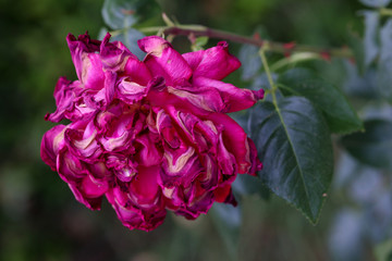 pink rose head, soon to die in the garden