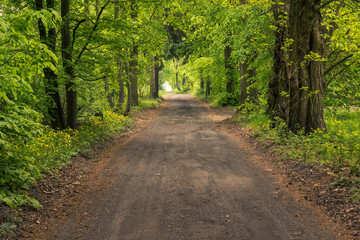 Naklejka premium A gravel road through the forest