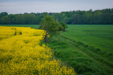 Field of rape in the morning somewhere in Mazovia