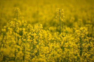 Field of rape in the morning somewhere in Mazovia