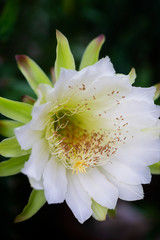 Closeup beautiful white Cereus peruvianus flower on garden