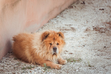 Chien De Race Stock Photos And Royalty Free Images Vectors