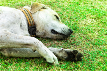 Dog lying on green grass ground