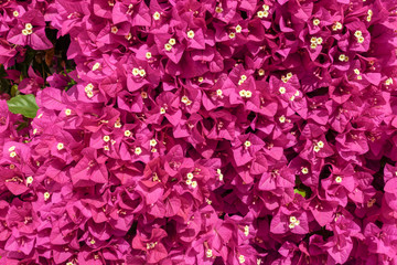 Bougainvillea flowers close up.Blooming bougainvillea as a background.