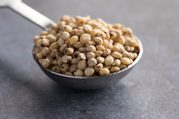 Sorghum Seeds on a Tablespoon