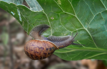Large garden snail, Helix aspersa, eating my cabbage plant. Terrestrial gastropod mollusk. Aka European Brown Garden Snail
