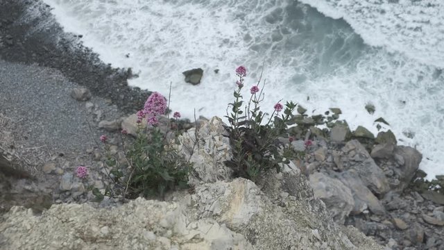 Meer mit Wellen und Pflanzen an der K&uuml;ste