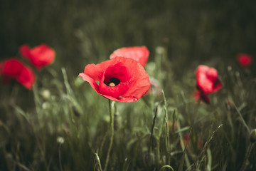 Obraz premium Joli coquelicot dans un champ