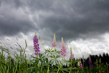 Blooming lupine flower close up against the background of a field and forest and a stormy sky.