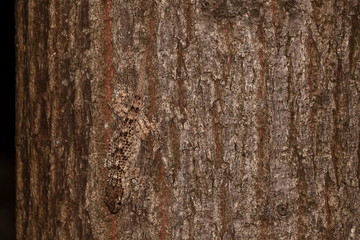 Trova il geco nascosto sul tronco
