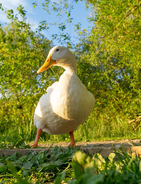 Close Up low level View of Aylesbury, Pekin, Peking Duck