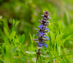 Fleur des champs, Ajuga reptans
